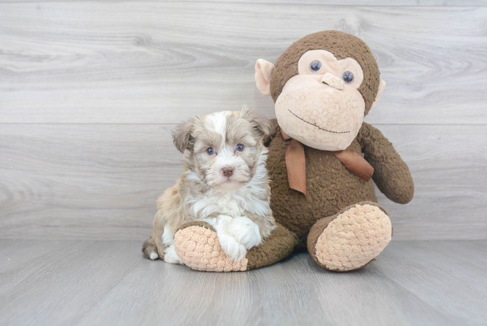 Best Havanese Baby