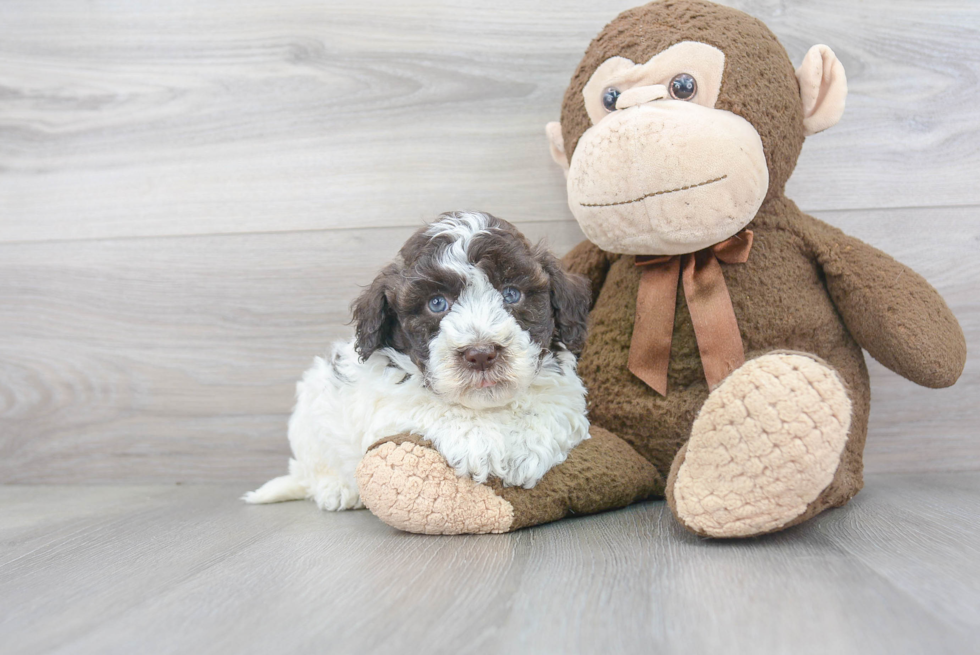 Hypoallergenic Havanese Purebred Pup
