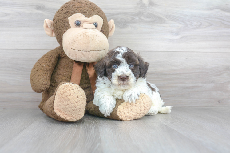 Best Havanese Baby