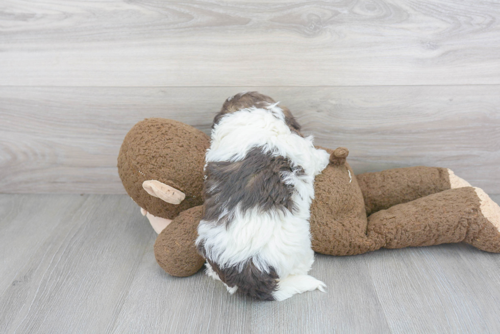 Best Havanese Baby