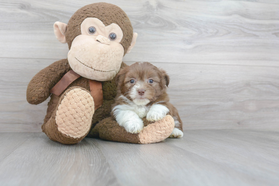 Energetic Havanese Purebred Puppy