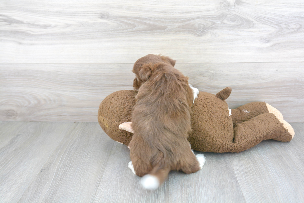 Hypoallergenic Havanese Purebred Pup