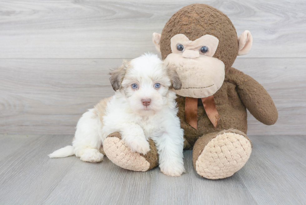 Small Havanese Purebred Pup