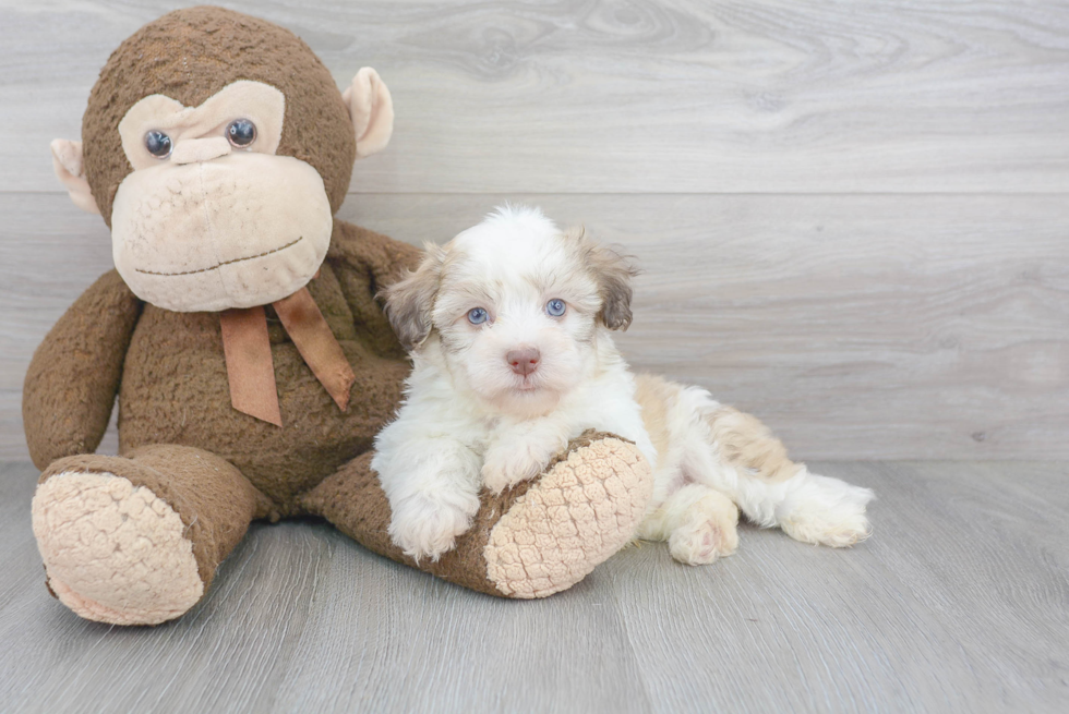 Best Havanese Baby