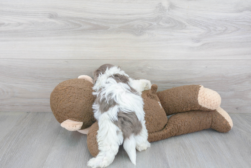 Cute Havanese Purebred Puppy