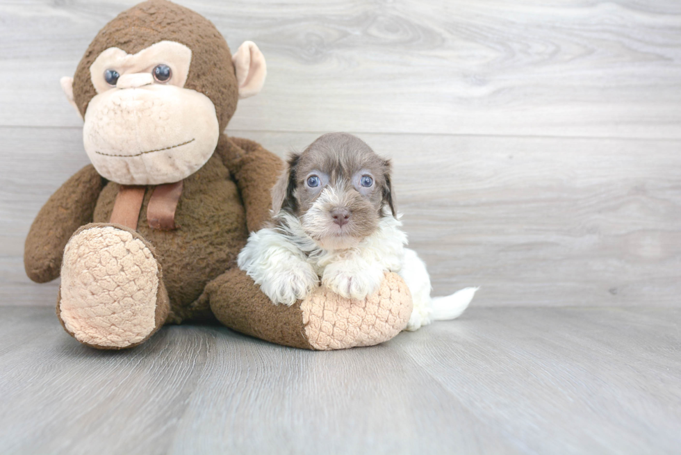 Sweet Havanese Purebred Puppy