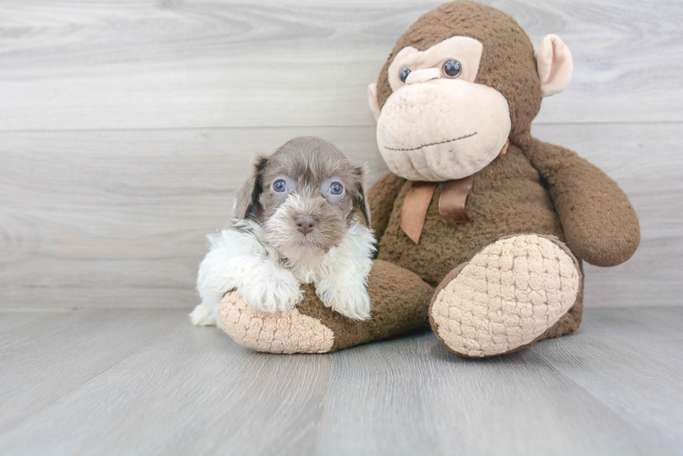 Havanese Puppy for Adoption