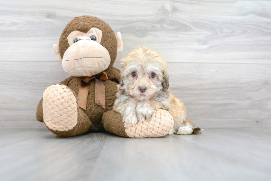 Best Havanese Baby