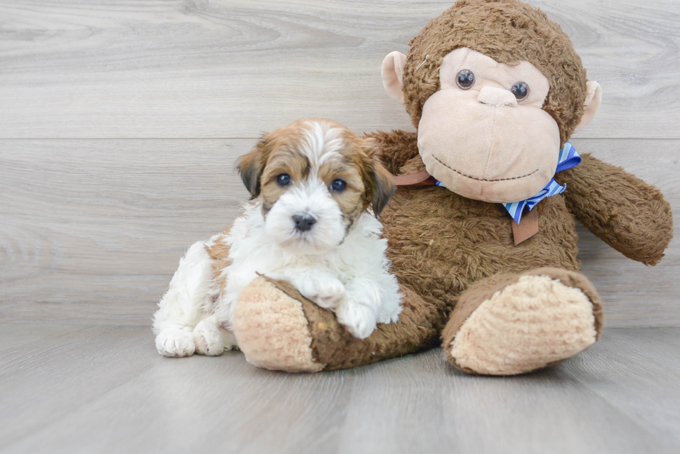 Havanese Pup Being Cute