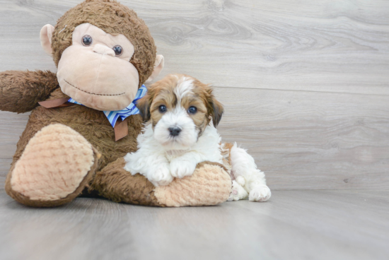 Little Havanese Baby