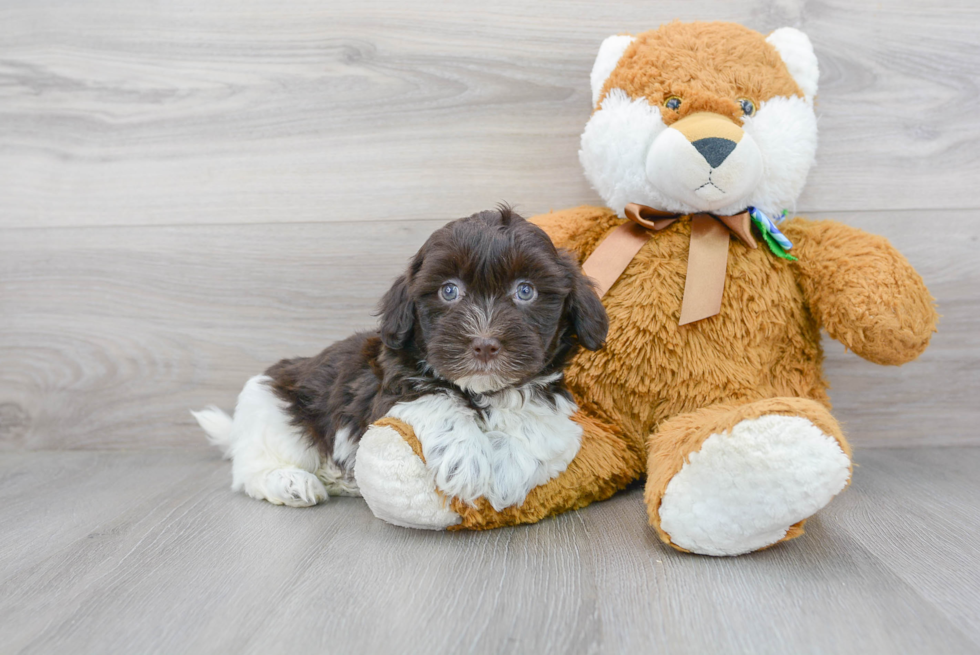 Havanese Pup Being Cute