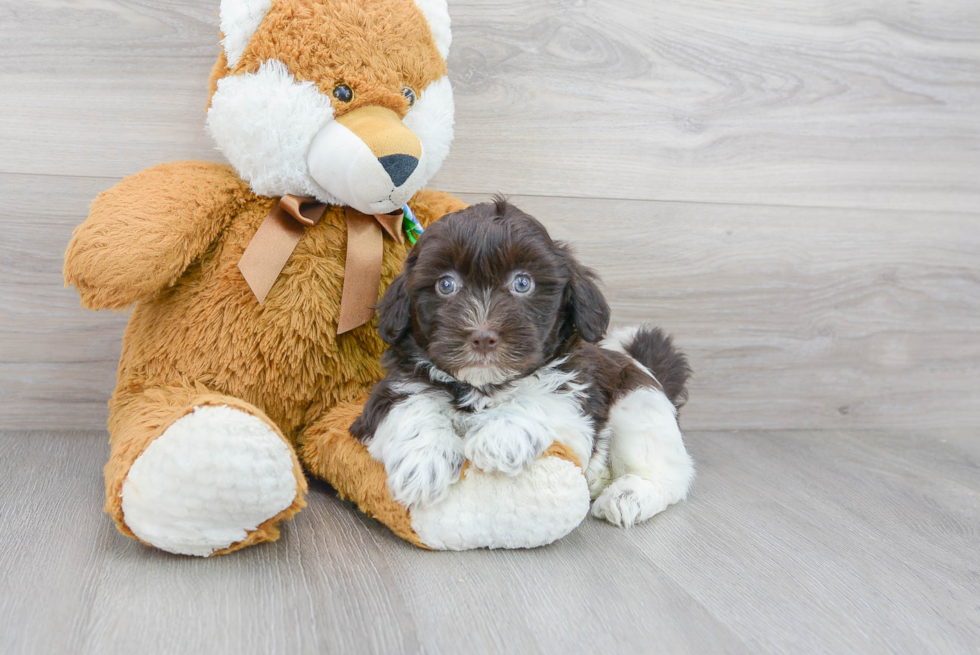 Akc Registered Havanese Baby