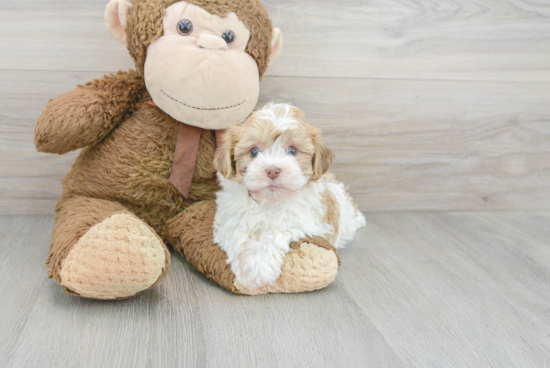 Playful Havanese Purebred Pup