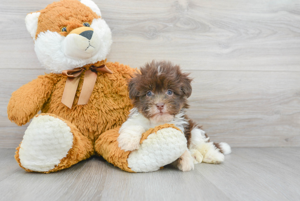 Akc Registered Havanese Purebred Pup