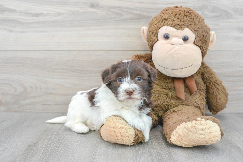 Friendly Havanese Baby