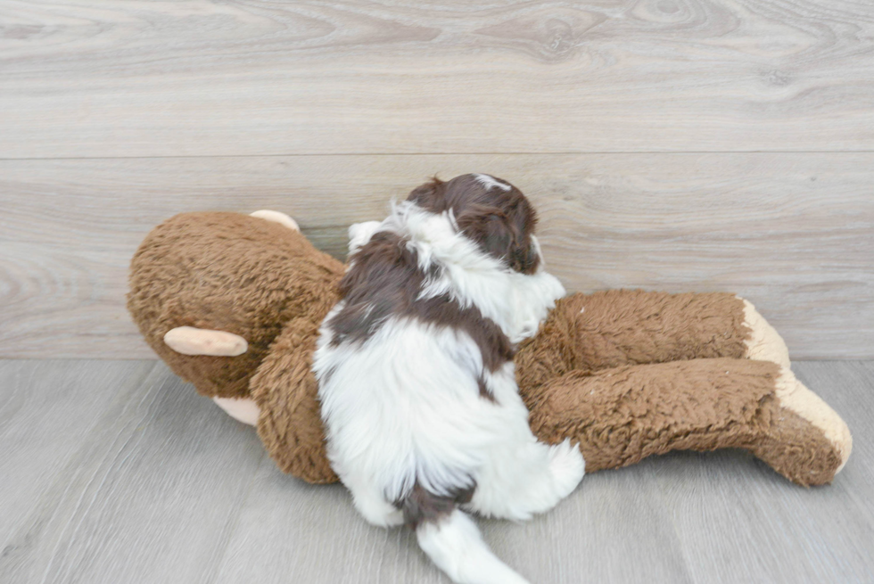 Havanese Pup Being Cute