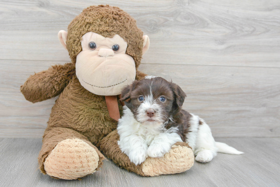 Havanese Puppy for Adoption