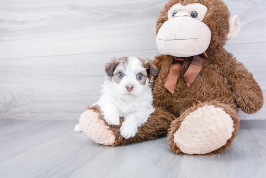 Smart Havanese Purebred Puppy