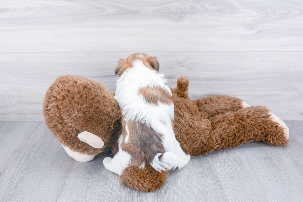 Funny Havanese Baby