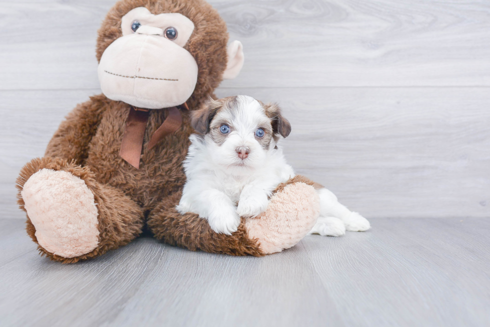 Friendly Havanese Baby