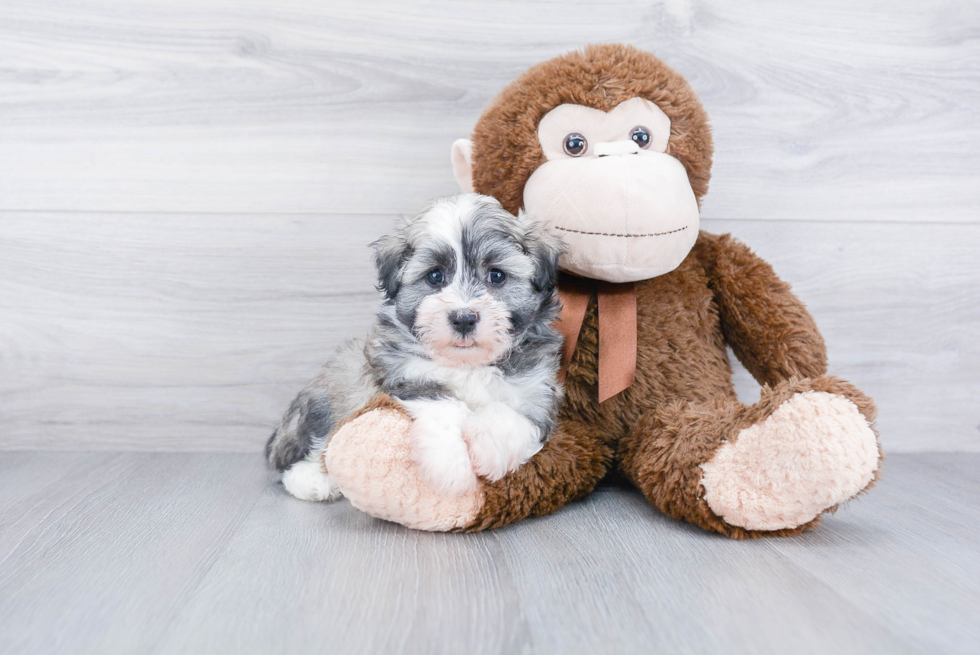 Best Havanese Baby