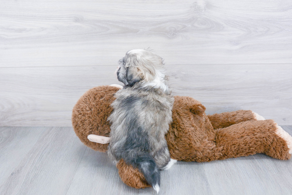 Havanese Pup Being Cute