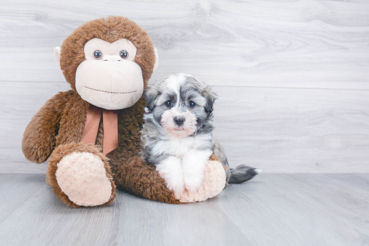 Havanese Pup Being Cute