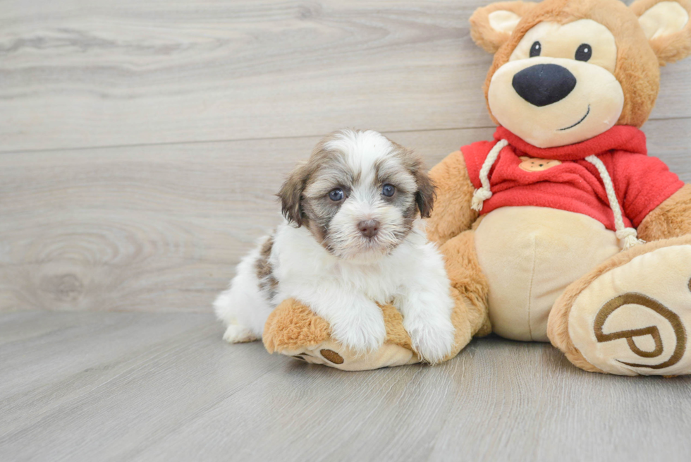 Happy Havanese Purebred Puppy