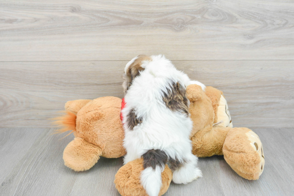 Havanese Puppy for Adoption