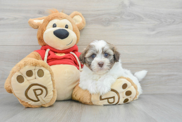 Playful Havanese Baby