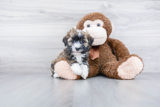 Havanese Pup Being Cute