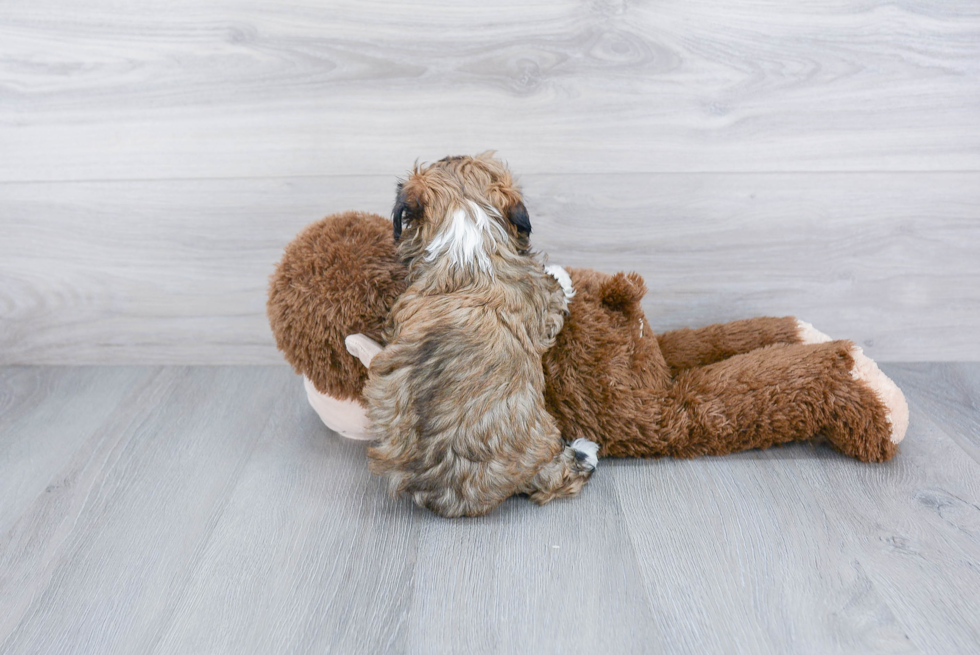 Havanese Puppy for Adoption