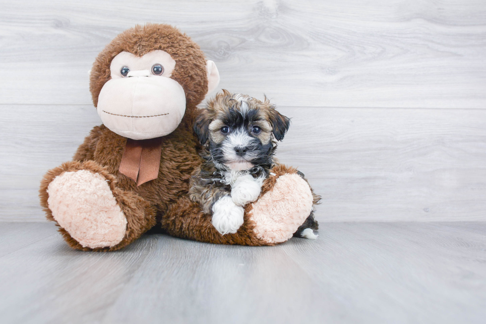 Happy Havanese Purebred Puppy