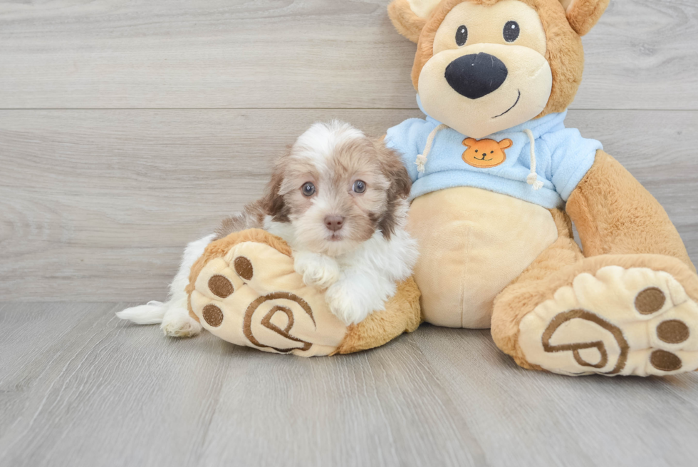 Havanese Puppy for Adoption