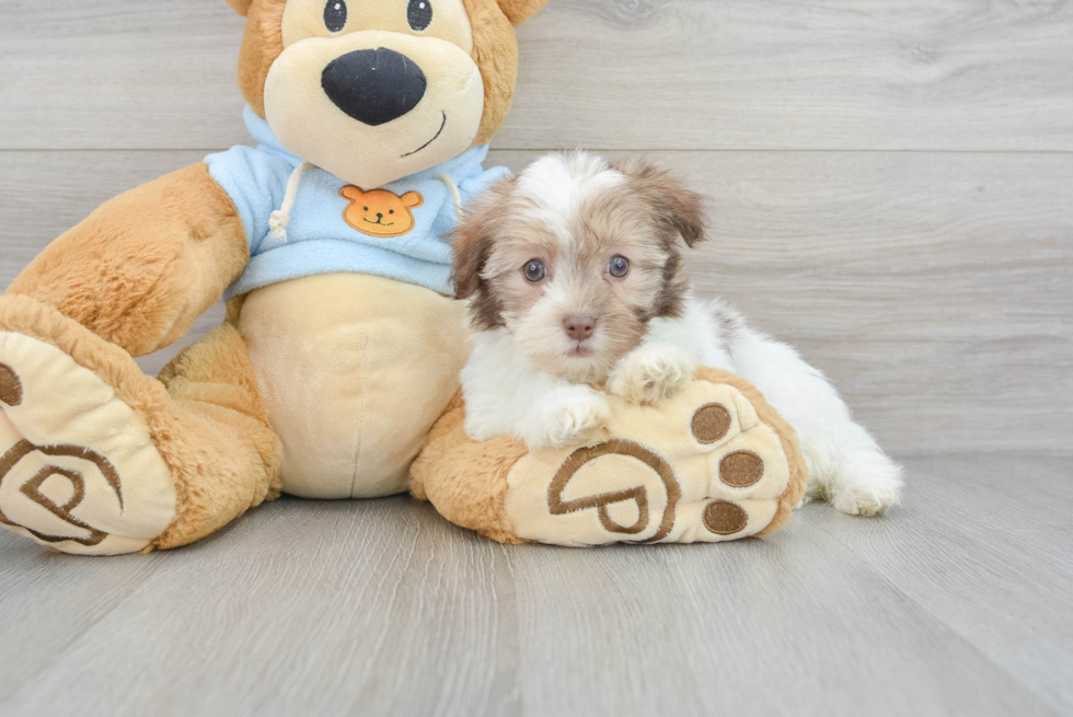 Friendly Havanese Purebred Pup