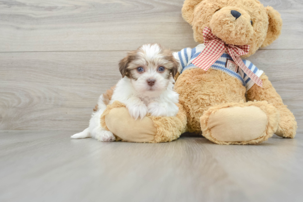 Havanese Pup Being Cute