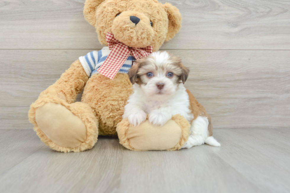 Havanese Pup Being Cute