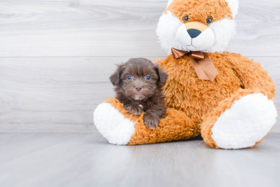 Little Havanese Baby