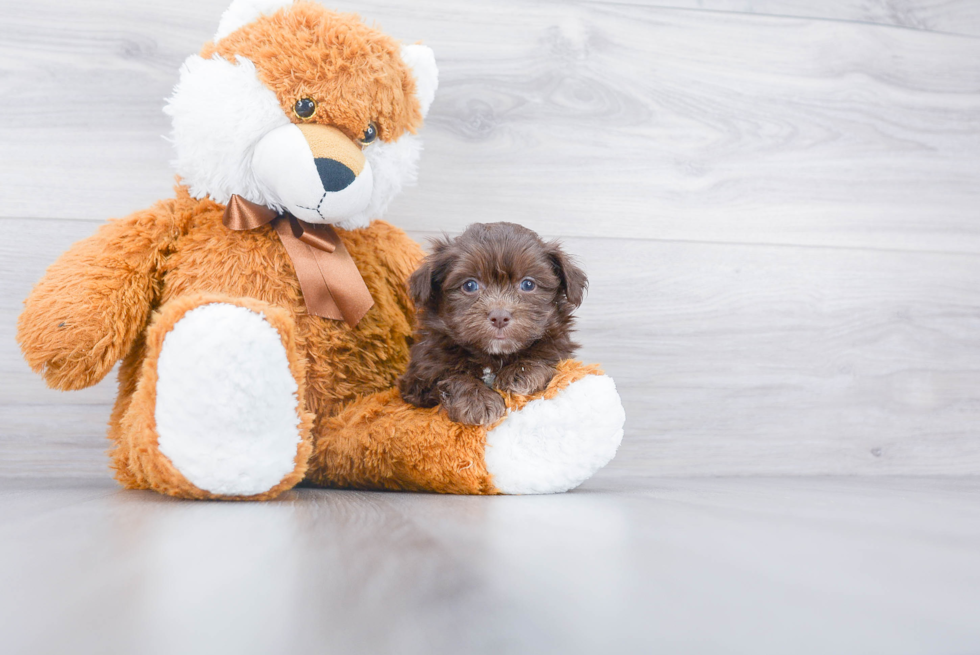 Hypoallergenic Havanese Purebred Pup