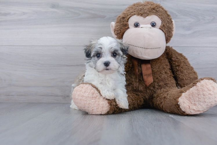 Smart Havanese Purebred Puppy