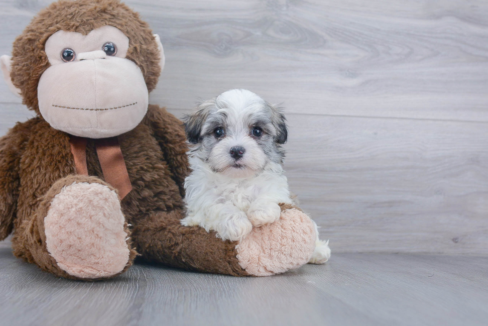 Havanese Puppy for Adoption