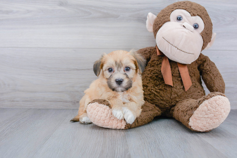 Little Havanese Purebred Pup