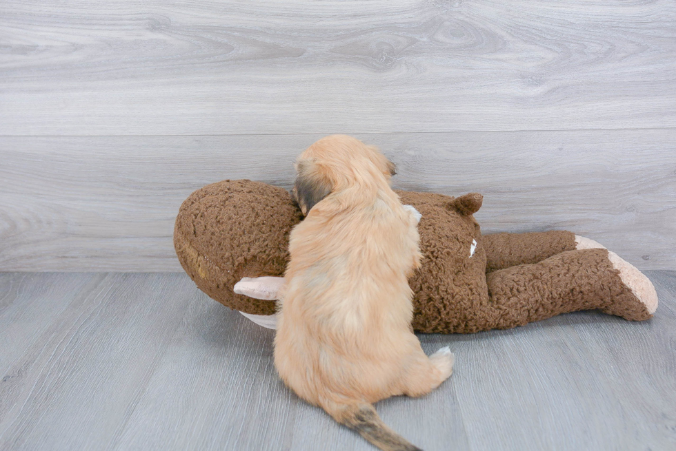 Havanese Pup Being Cute