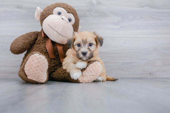 Havanese Puppy for Adoption