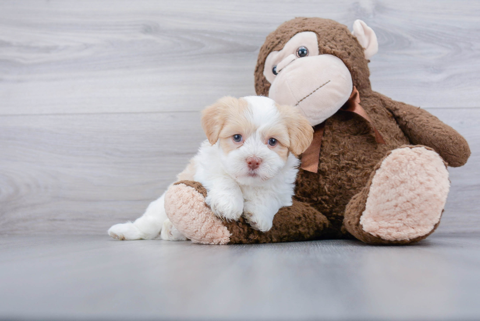 Playful Havanese Baby