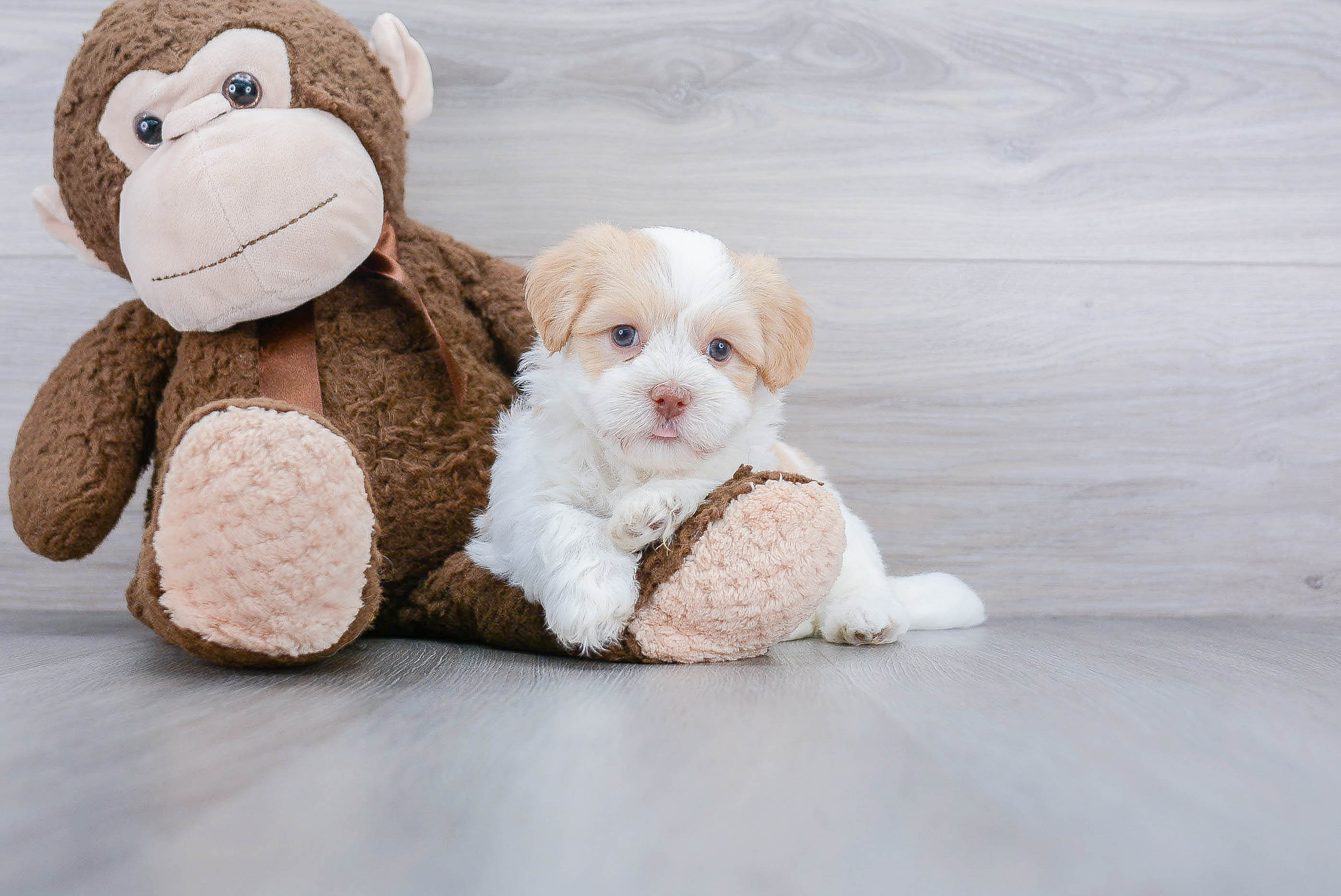 Energetic Havanese Purebred Puppy