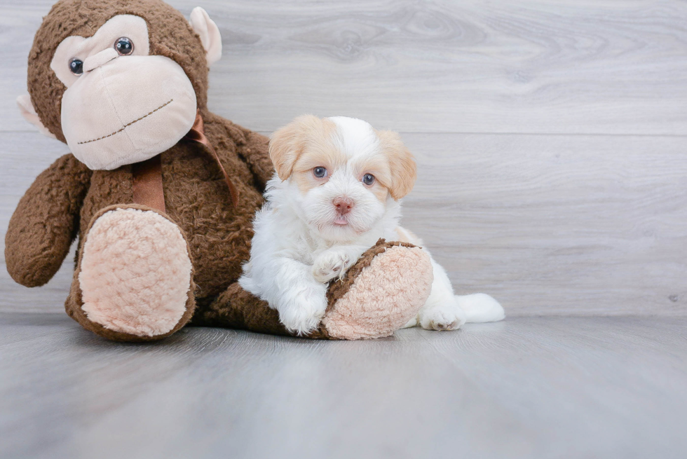 Energetic Havanese Purebred Puppy