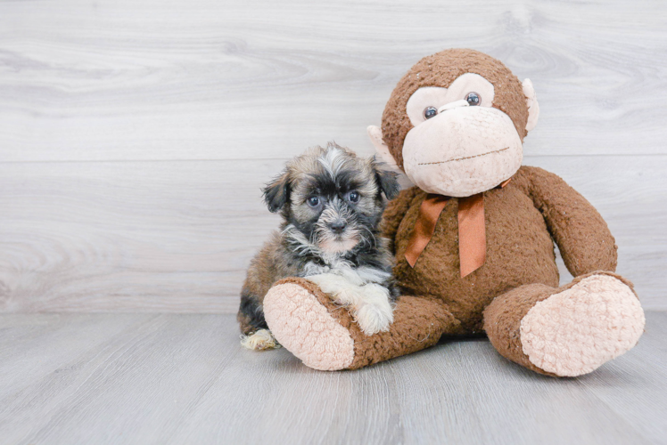 Havanese Puppy for Adoption