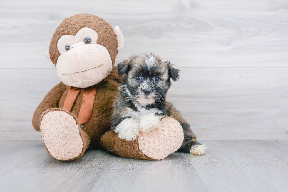 Havanese Pup Being Cute