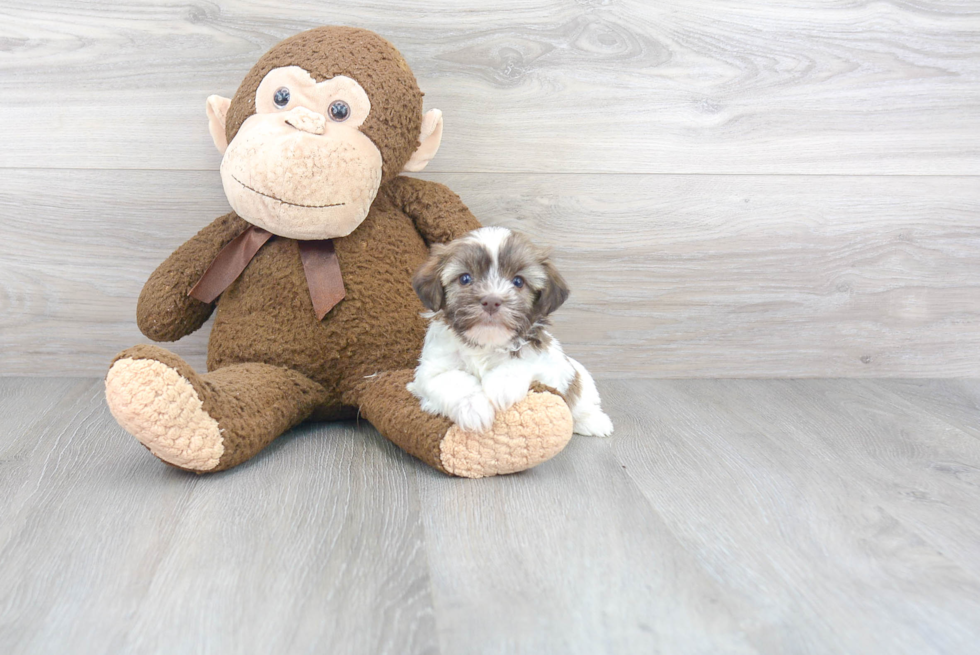 Havanese Pup Being Cute